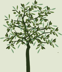 olive tree graphic